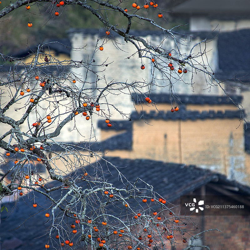 秋天秋色秋景收获图片素材