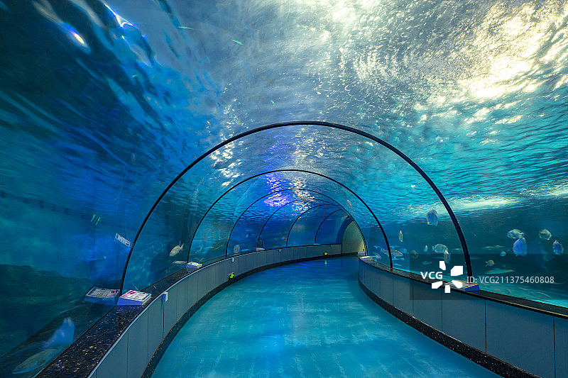 中国山东泉城海洋极地世界海底隧道图片素材