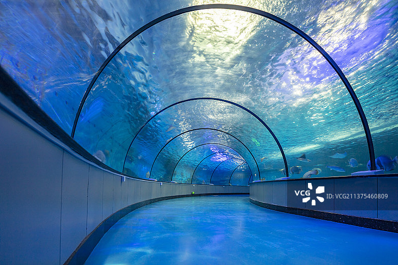 中国山东泉城海洋极地世界海底隧道图片素材