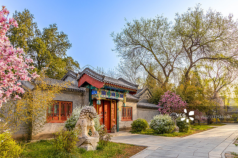 春天清晨花海中的北京大学教育基金会图片素材