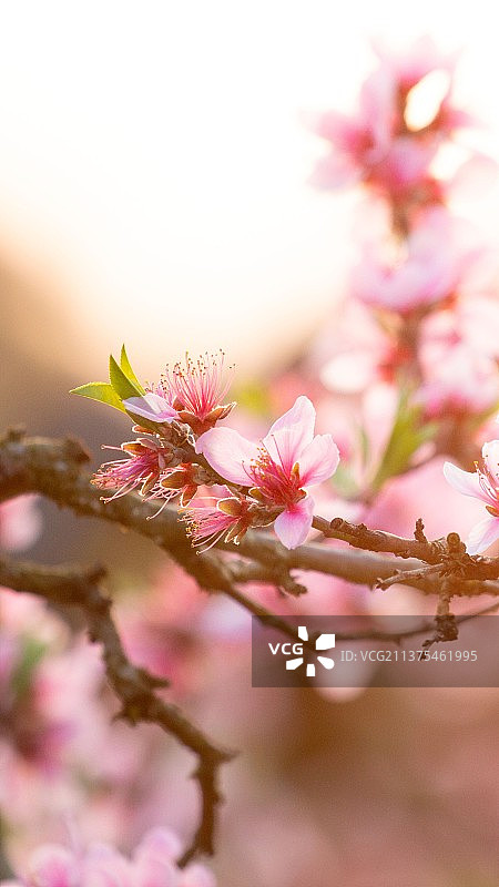 桃花图片素材