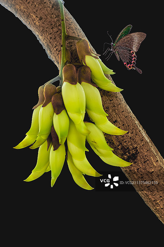 禾雀花图片素材