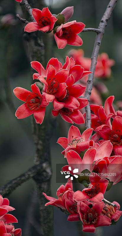 木棉花图片素材