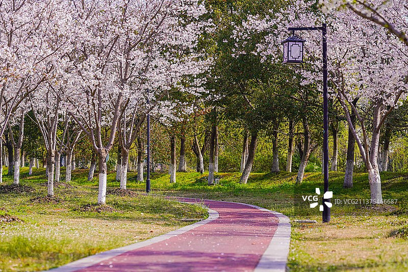 春日樱花季图片素材