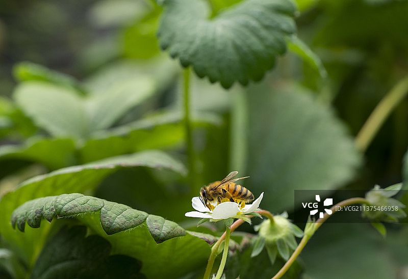 草莓种植园里的蜜蜂 授粉的昆虫图片素材