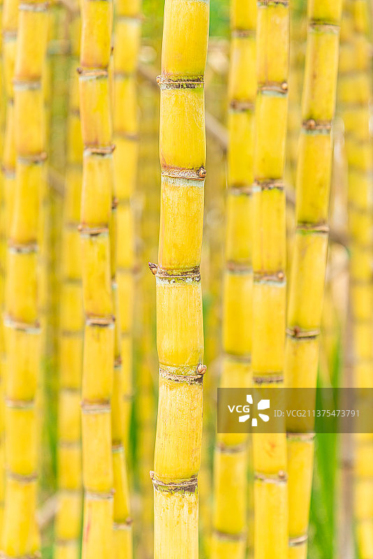 黄皮甘蔗图片素材