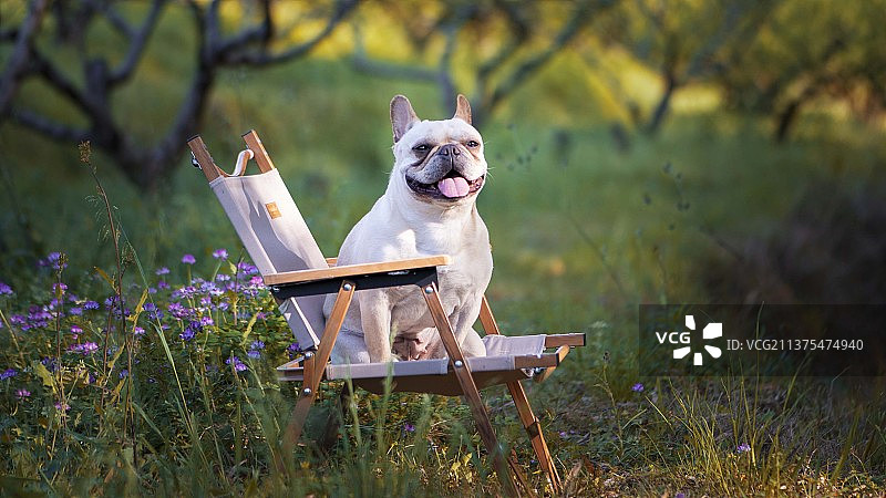 斗牛犬图片素材