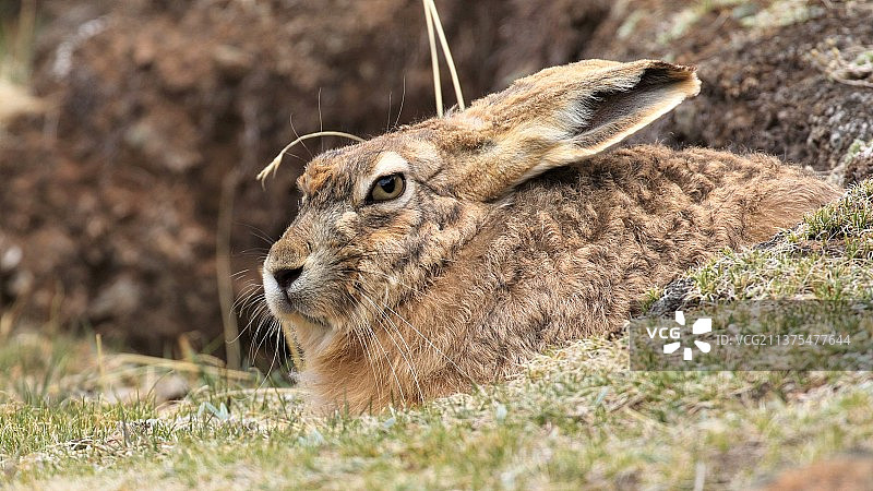 良好保护色的高原兔特写，望向镜头，侧面特写图片素材