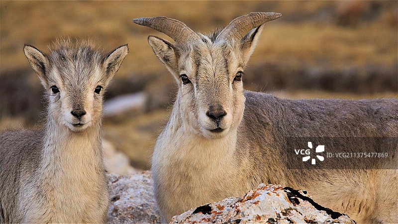 三江源国家公园的岩羊母子图片素材