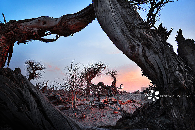 内蒙古阿拉善盟喀济纳旗,怪树林 日落风景图片素材