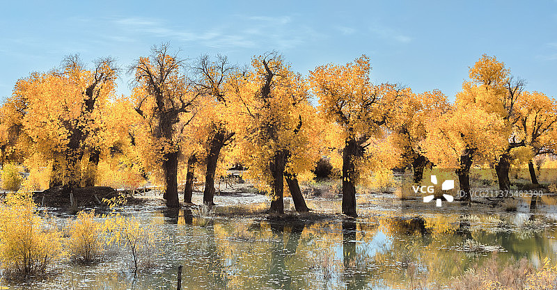内蒙古阿拉善盟喀济纳旗胡杨林秋天图片素材