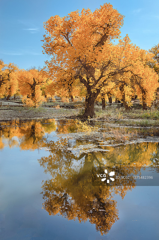 内蒙古阿拉善盟喀济纳旗胡杨林秋天图片素材