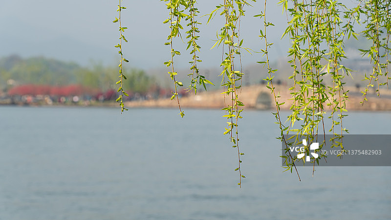 垂柳图片素材