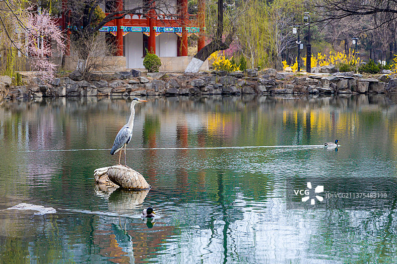 春天苍鹭光临北京大学未名湖图片素材