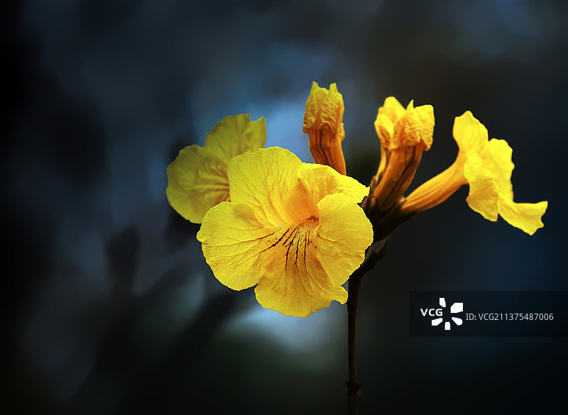 黄花风铃木图片素材