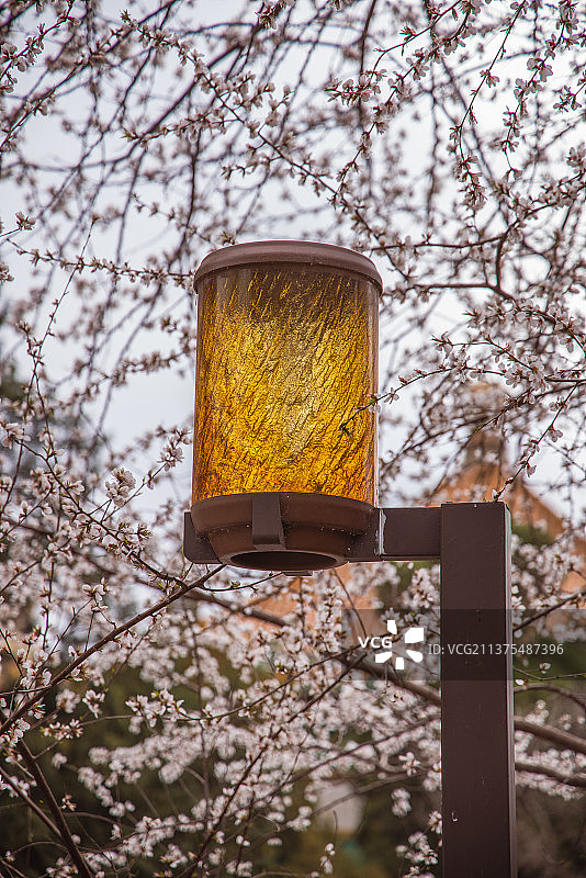 樱花树下的路灯图片素材