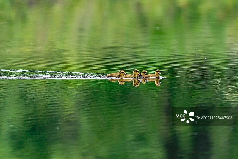 可爱的小鸳鸯图片素材