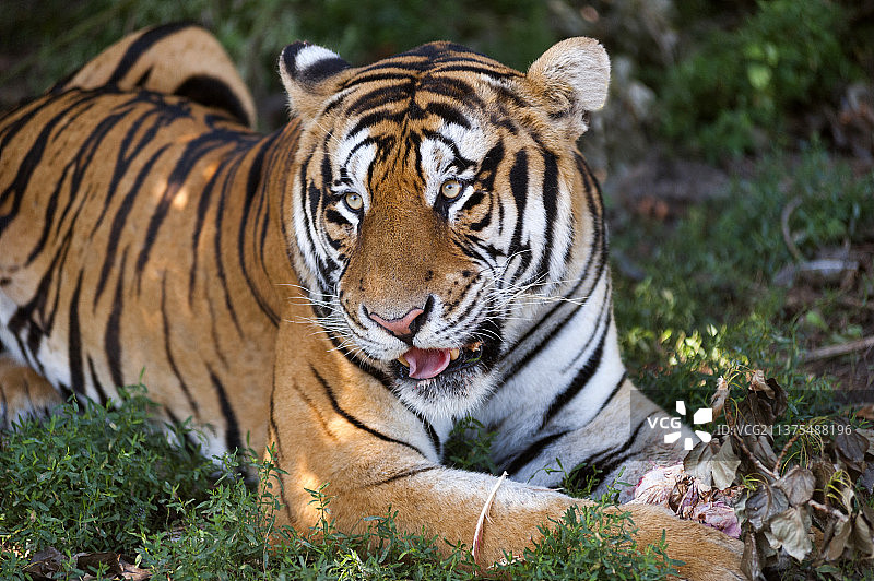大型猫科动物老虎特写图片素材