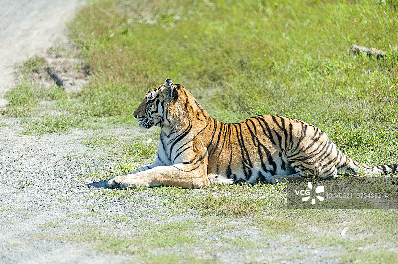大型猫科动物老虎特写图片素材