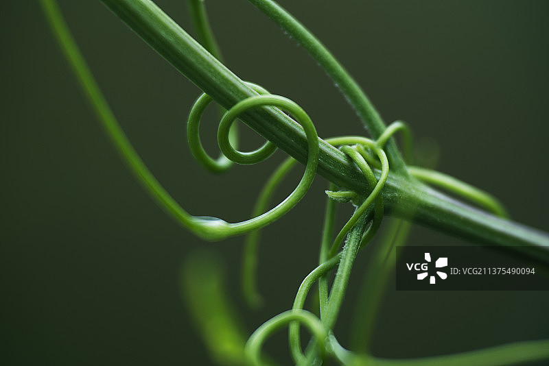 20220327春交响曲 (28)图片素材