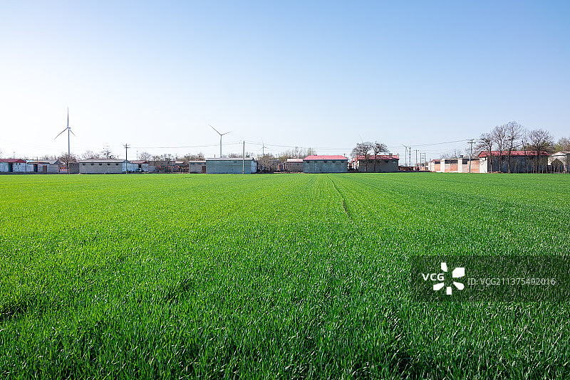绿油油的麦田图片素材
