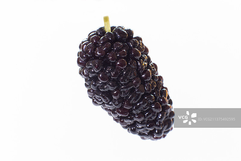 白背景桑葚大特写图片素材
