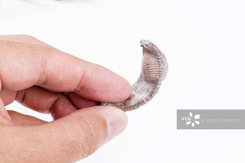 中药烫水蛭特写图片素材