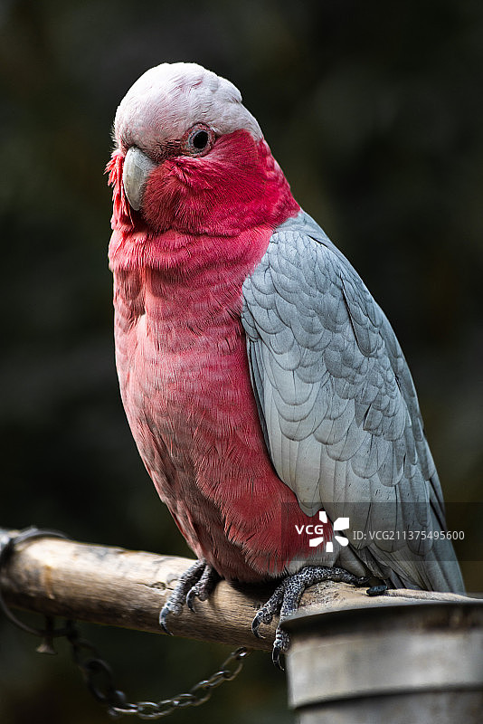 鹦鹉·一组图片素材