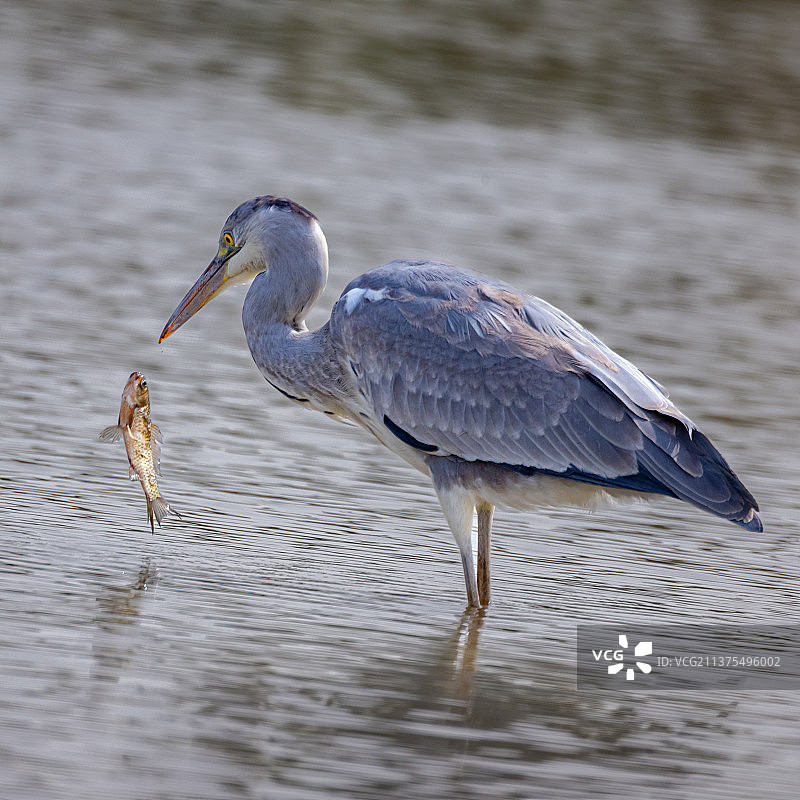 《相望》图片素材
