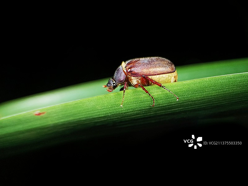 栖息在绿植上的昆虫图片素材