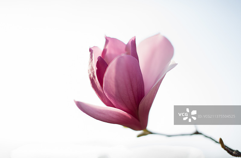 玉兰花开图片素材