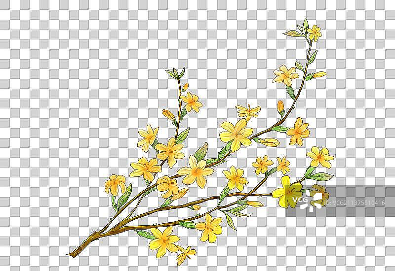 一枝迎春花图片素材