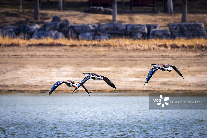 南海子拍飞鸟图片素材