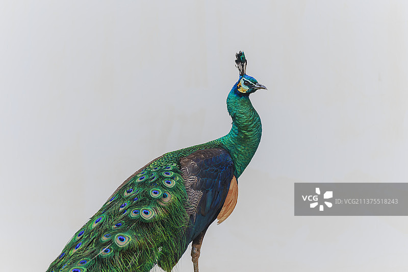 昆明动物园  绿孔雀图片素材