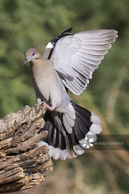 白翅哀鸽降落图片素材