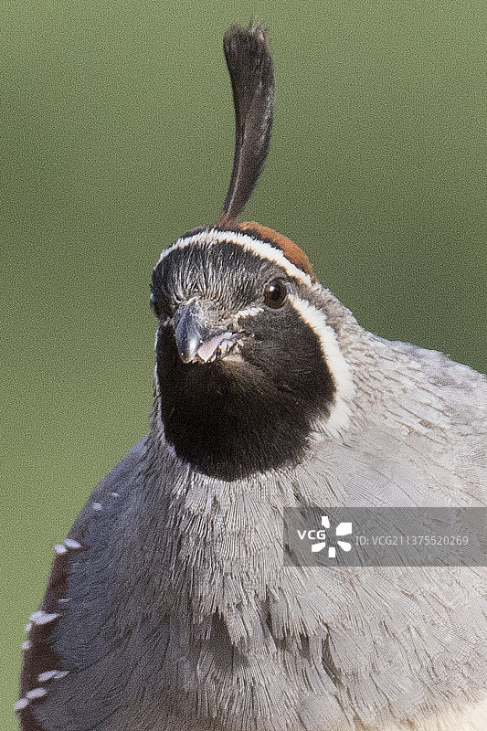 雄性甘贝尔鹌鹑特写图片素材