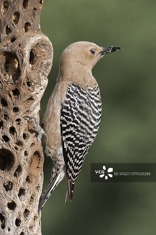 姬拉啄木鸟图片素材