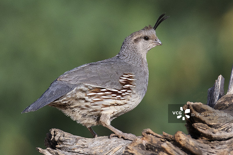 雌性冈贝尔鹌鹑图片素材