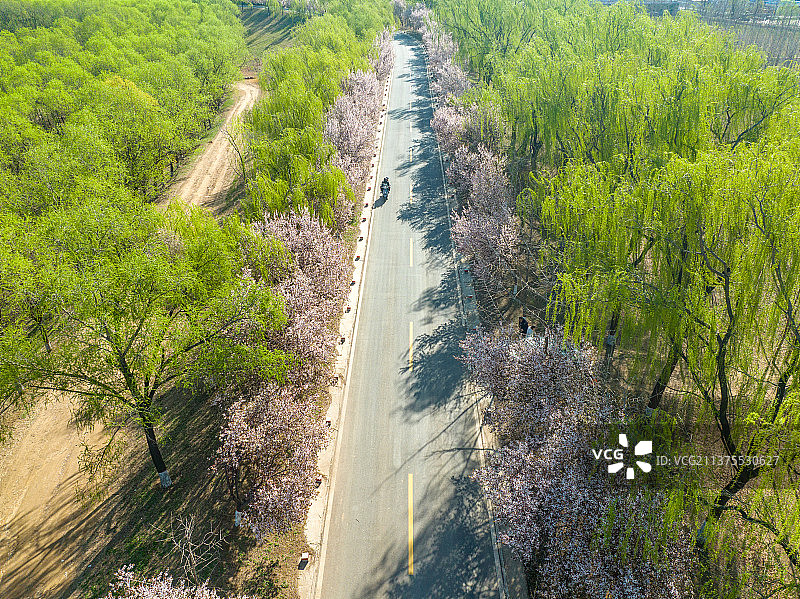 航拍济南黄河大坝“樱花大道”图片素材