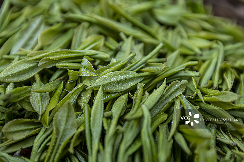 春茶上市图片素材