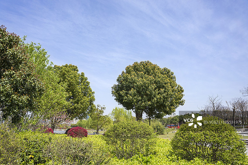 春天南京市江宁区九龙湖公园里欣欣向荣的树木图片素材