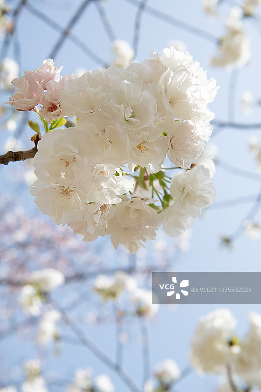 白色的晚樱绽放图片素材