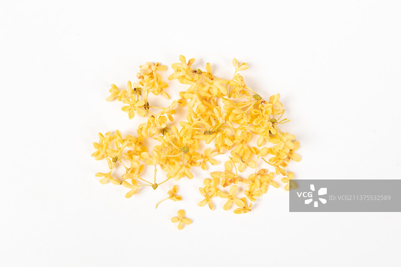 白底上的桂花图片素材