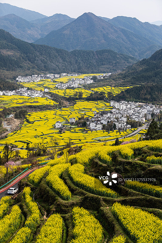 婺源江岭油菜花图片素材