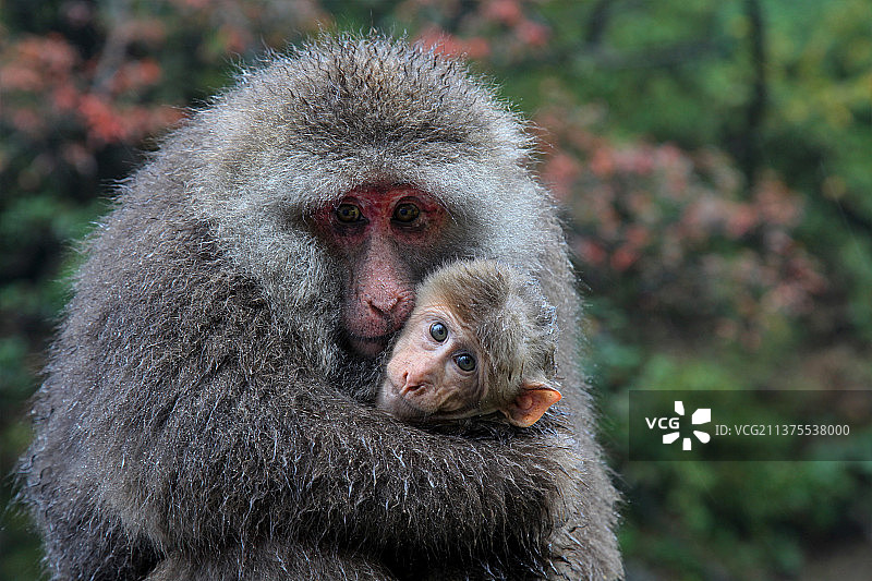 峨眉猴图片素材