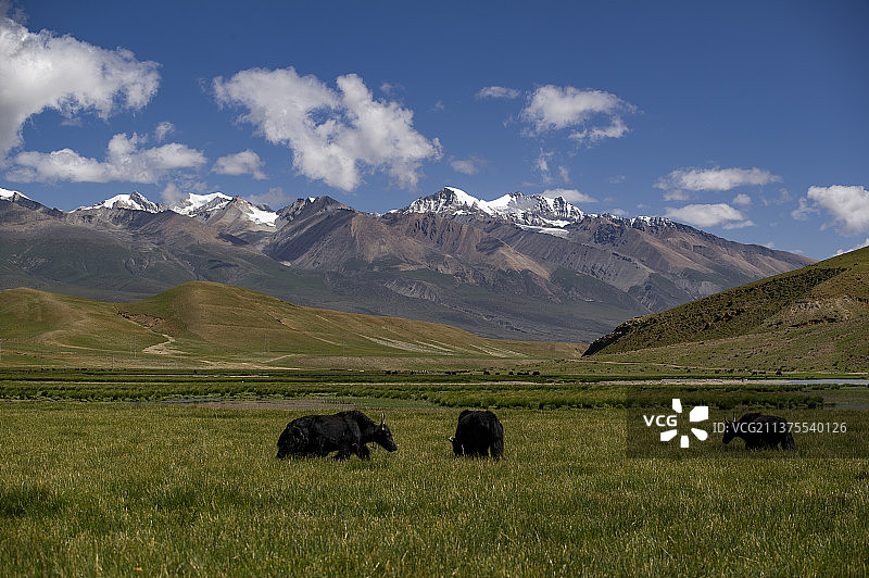 藏北风光图片素材