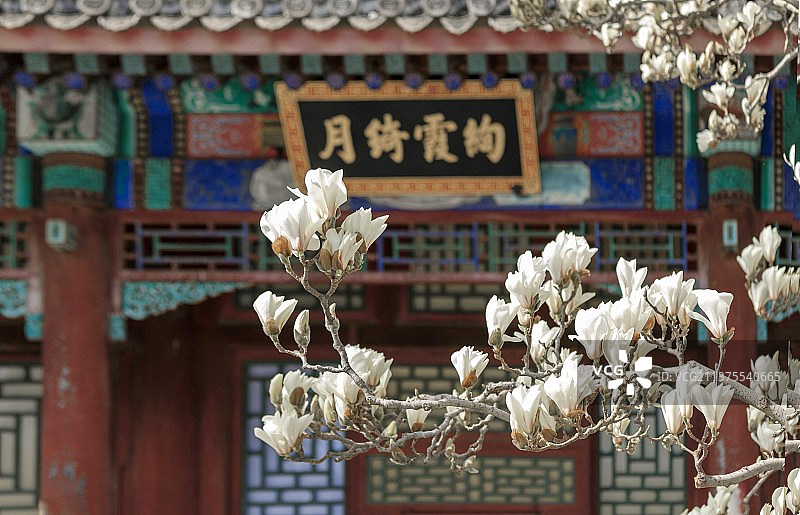 颐和园.玉兰花开图片素材