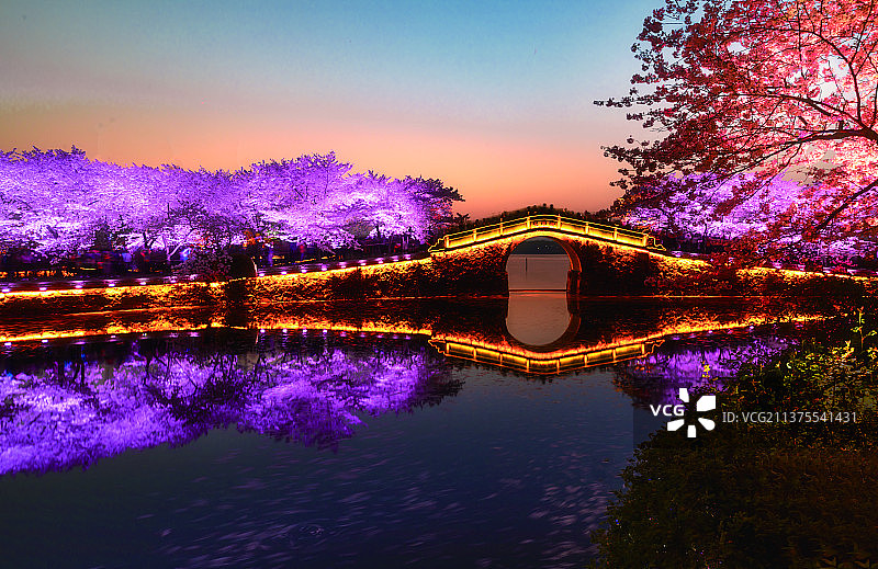 鼋头渚长春桥夜樱＋江苏无锡图片素材