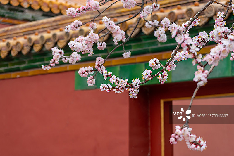 春天故宫寿康宫杏花粉嫩绽放图片素材