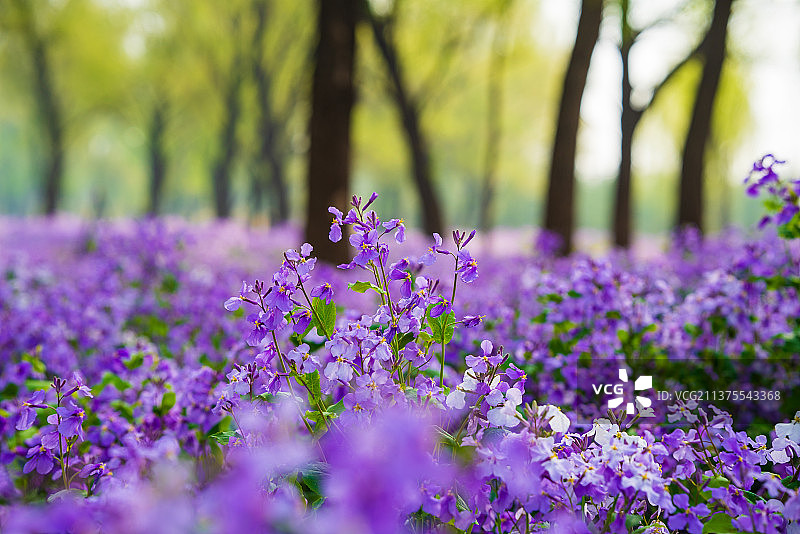 二月兰图片素材